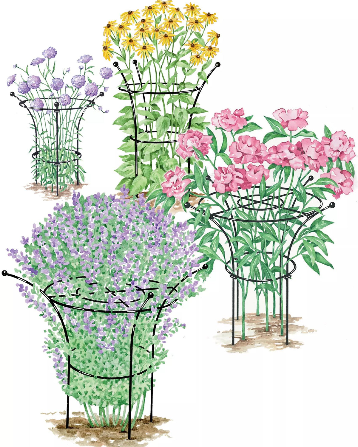 Flower Supports, Trellises and Arches | Gardener's Supply