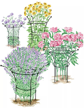  || https://assets.gardeners.com/transform/1d721250-2973-4760-a3a1-68806267b302/GS37423VS-tif