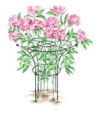  || https://assets.gardeners.com/transform/9a10b533-9db5-45be-ad43-3fcb320b14bd/GS37423_01S-tif