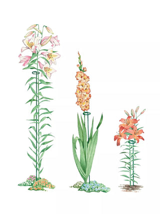  || https://assets.gardeners.com/transform/c5705901-2007-4de3-ae8d-af650cb1550b/GS37472_01E