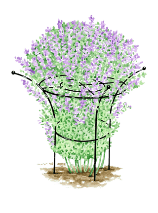  || https://assets.gardeners.com/transform/4144297f-51d5-41e0-8574-acabb1285fac/GS38145_01S-tif
