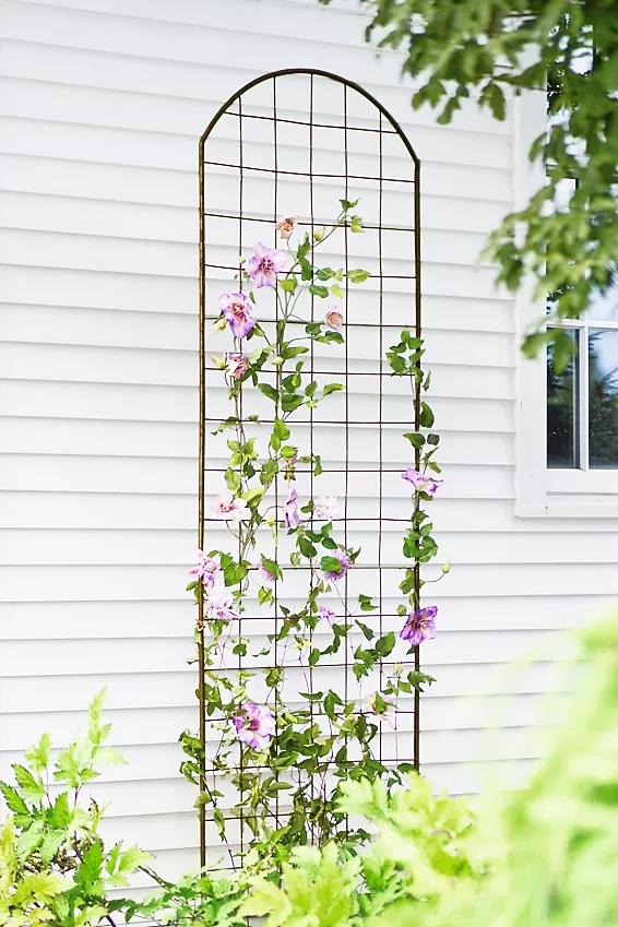 metal trellis climbing plants Jardin Flower Trellis