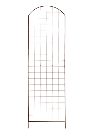  || https://assets.gardeners.com/transform/5da2acfd-ae37-4f43-b602-fa39732140bc/GS38689_03S-tif