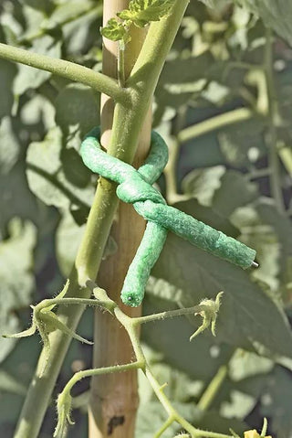  || https://assets.gardeners.com/transform/8a404129-dcfb-4ce4-bf10-f805d9258310/GS38765_01-tif
