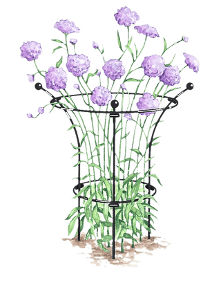  || https://assets.gardeners.com/transform/af1a4f19-38c5-44ec-88f6-5176302b79ea/GS38963_01S-tif