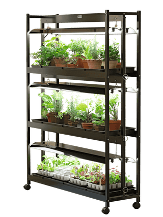  || https://assets.gardeners.com/transform/17f713af-28ee-407c-b415-599569e86f0d/GS39357_001E-psd