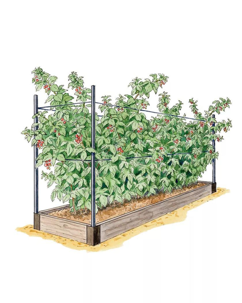Growing Raspberries - Raspberry Raised Bed System | Gardeners.com