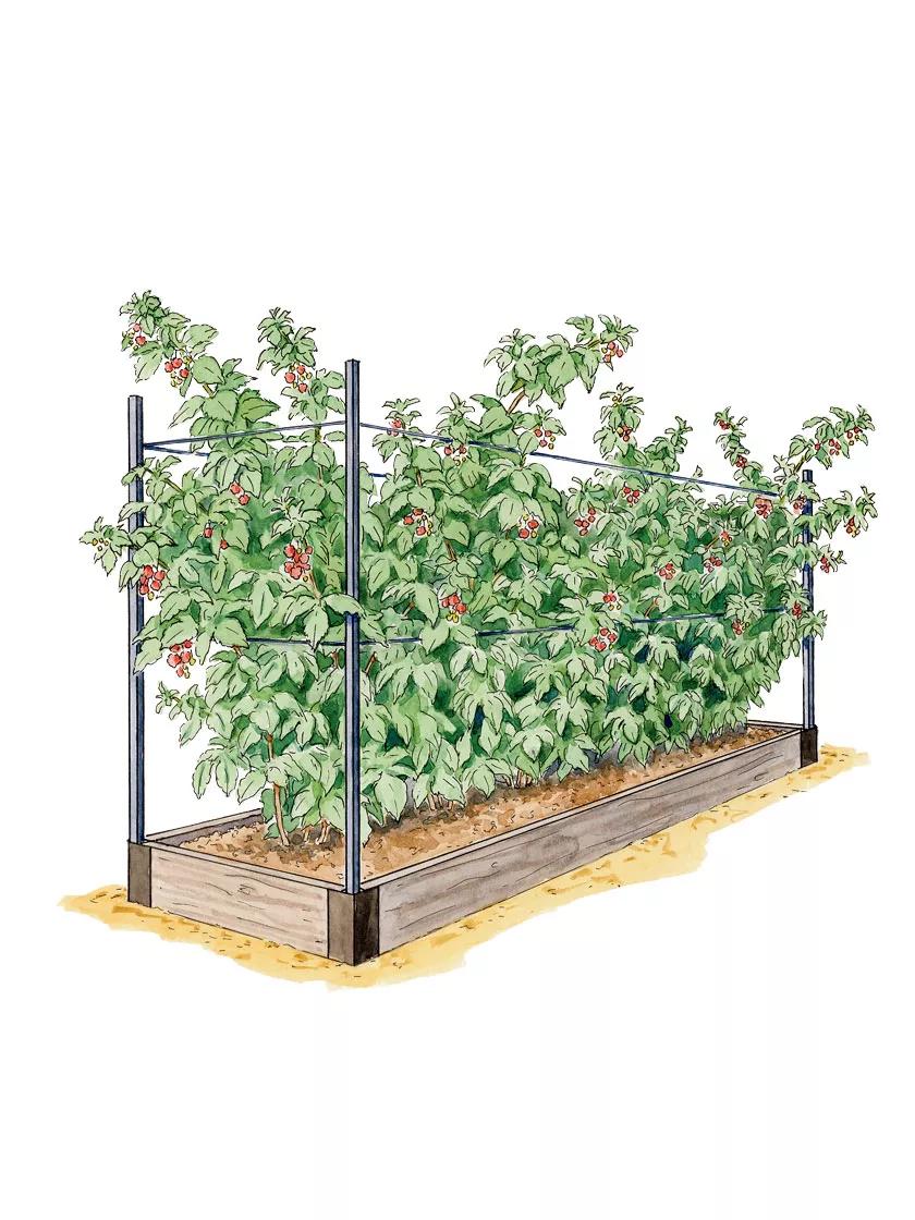 indoor raspberry plant Raspberry Bed (7.25" D)