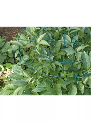  || https://assets.gardeners.com/transform/77694116-0953-470c-8f72-3aa1ea807601/GS40172_01-1