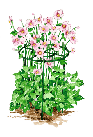  || https://assets.gardeners.com/transform/8993bdd7-21ac-4918-9ecd-e3c25508df7b/GS40172_02S-tif