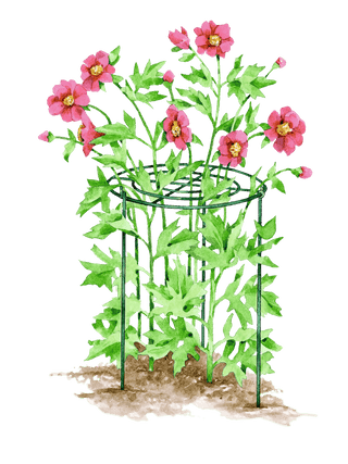  || https://assets.gardeners.com/transform/725c6a59-76f4-4b0f-9888-ad8db8ee10f4/GS40173_01S-tif