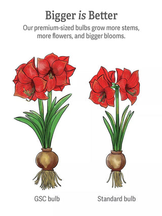 Double Circus Potted Red Amaryllis