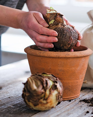 Premium Amaryllis Bulbs