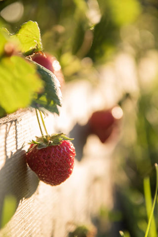  || https://assets.gardeners.com/transform/2358e7ac-2904-450c-a312-25f1154a0240/Strawberry3_3167-tif