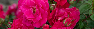 Roses 101 - Burlington, VT