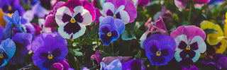 Annuals Container Make &amp; Take - Hadley, MA