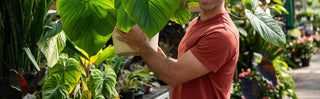 Houseplant 101: Tropicals Outside - Greenland, NH