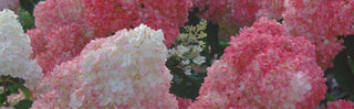 Hydrangeas 101 - Greenland, NH