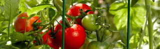Tomatoes 101 - Greenland, NH