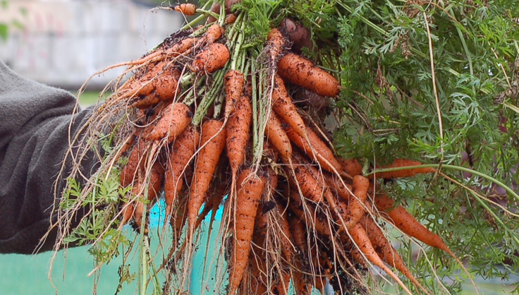 Root Vegetable Storage Bin - Potatoes, Carrots, Beets +More
