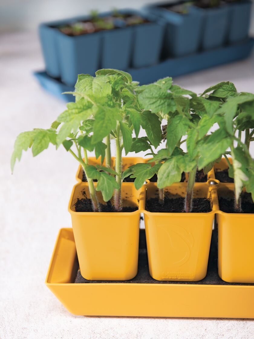 When & How to Pot Up Seedlings - Growing In The Garden