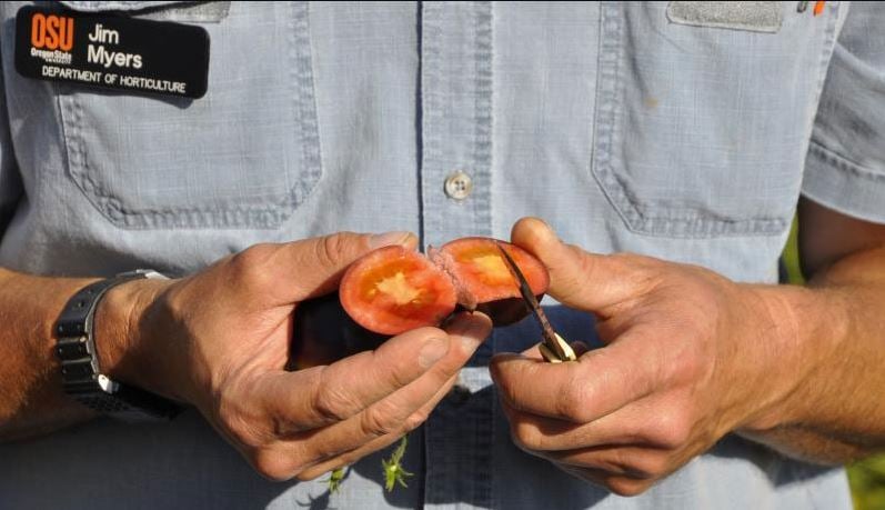 Jim Myers of OSU slices open a purple Indigo Rose tomato with a pocket knife.