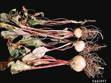 Nematodes on vegetables