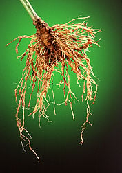 How to Control Root-Knot Nematodes