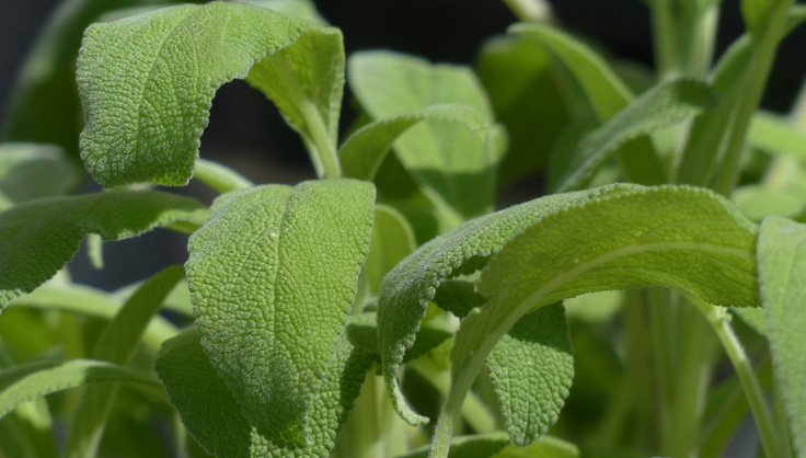 How to Plant and Grow Sage