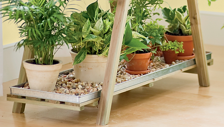 Houseplants