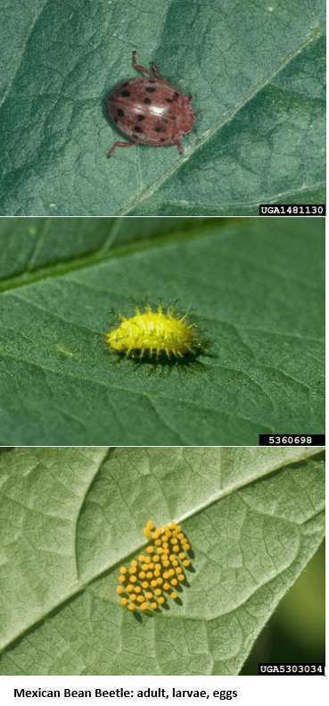 Mexican Bean Beetle adult, larvae and eggs