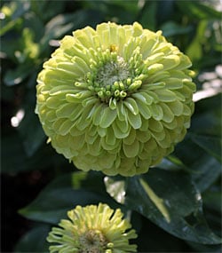 Benary’s Giant Lime.jpg