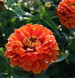 Benary’s Giant Orange.jpg