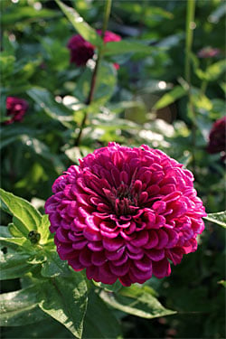 Best Zinnias for Cutting Pick Your Perfect Bloom!