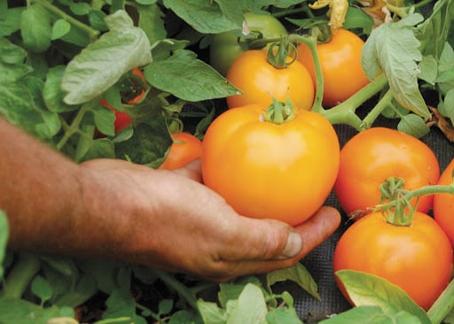 Best orange slicing tomatoes.jpg