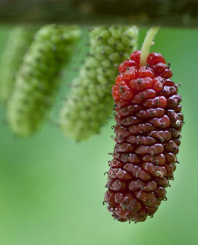 Easy-Care Fruits - Mulberry.jpg