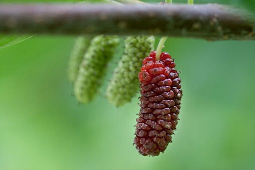 Easy-Care Fruits.jpg