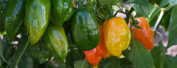 Hot Peppers as Perennials.jpg