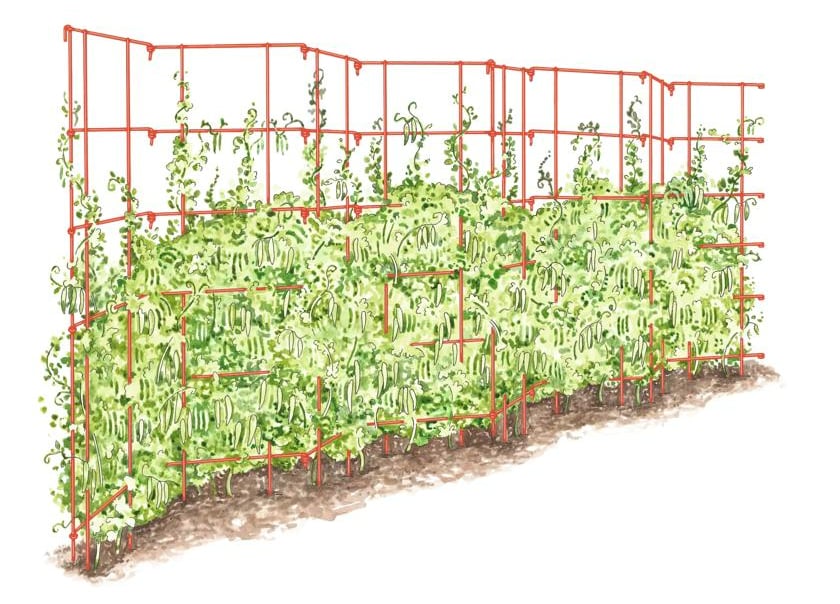 Pea trellises.jpg