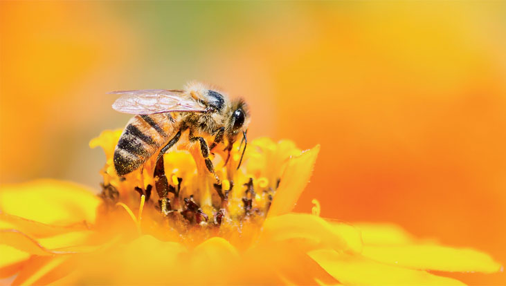 Macro of Bee on a yellow flower
