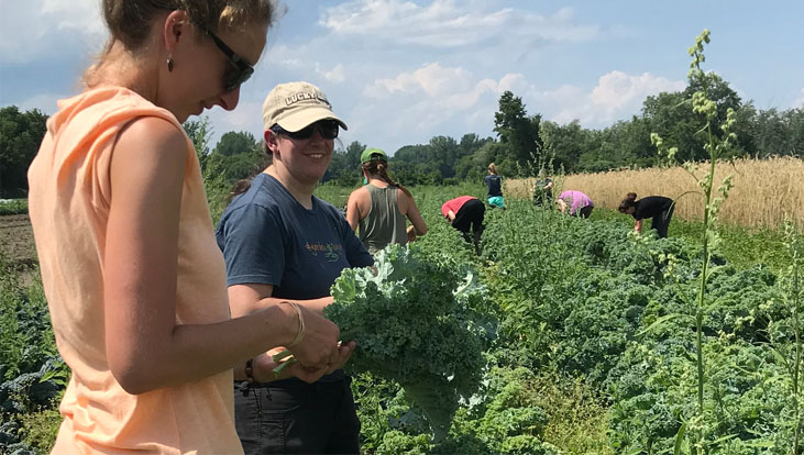 Employees gleaning kale