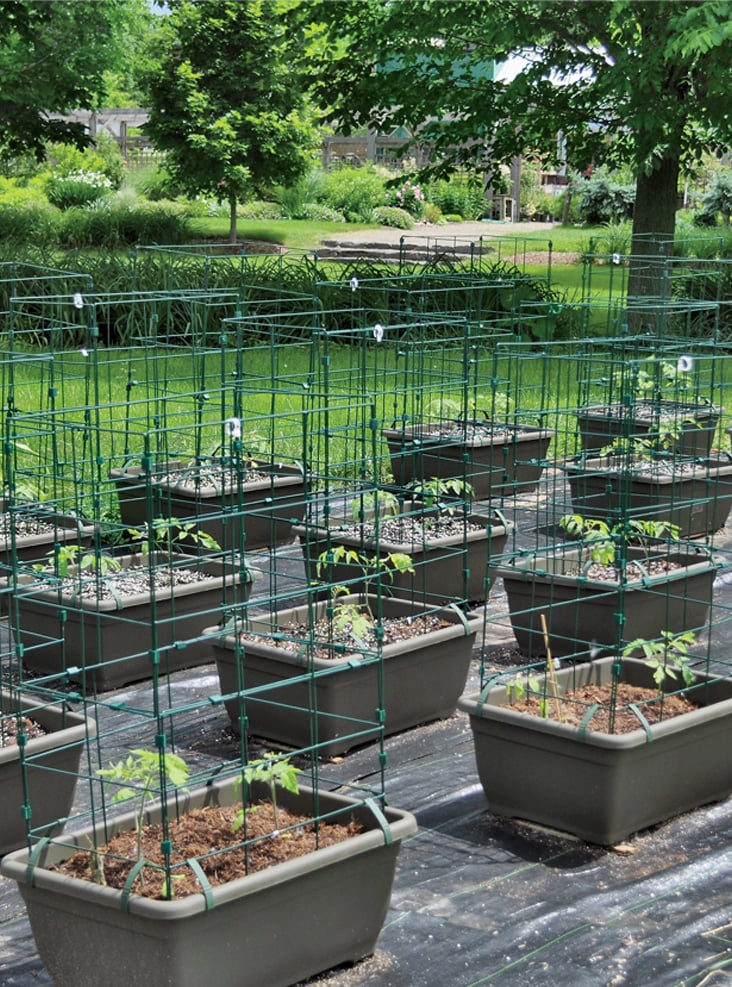 Line up of Tomato Success Kits for testing