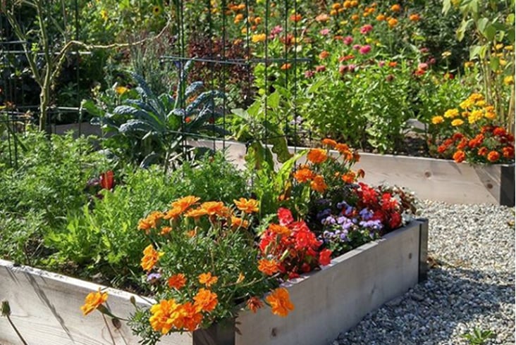 Raised bed filled with flowers and vegetables in our test garden