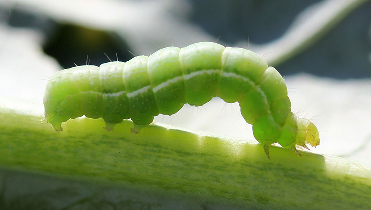 Directory of Garden Pests and Diseases | Gardener's Supply Directory of Garden Pests and Diseases | Gardener's Supply