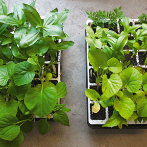 Compare seedlings grown with fertilizer to those without