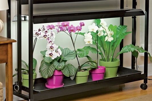 Grow lights for orchids
