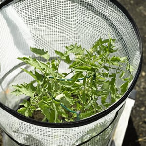 Pop-up cover protects tomato plant from spring chill