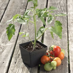 4th of July Tomato Plant