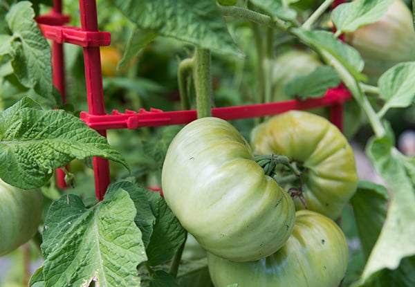 Tomatoes ripening on a support