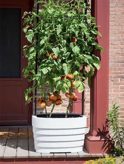 Grow Bag Gardening: The Revolutionary Way to Grow Bountiful